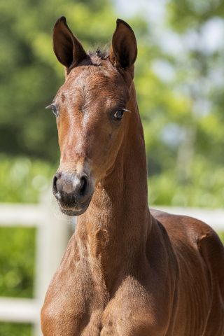 O Bel Amour_(Bel Amour X Sorento )01 small