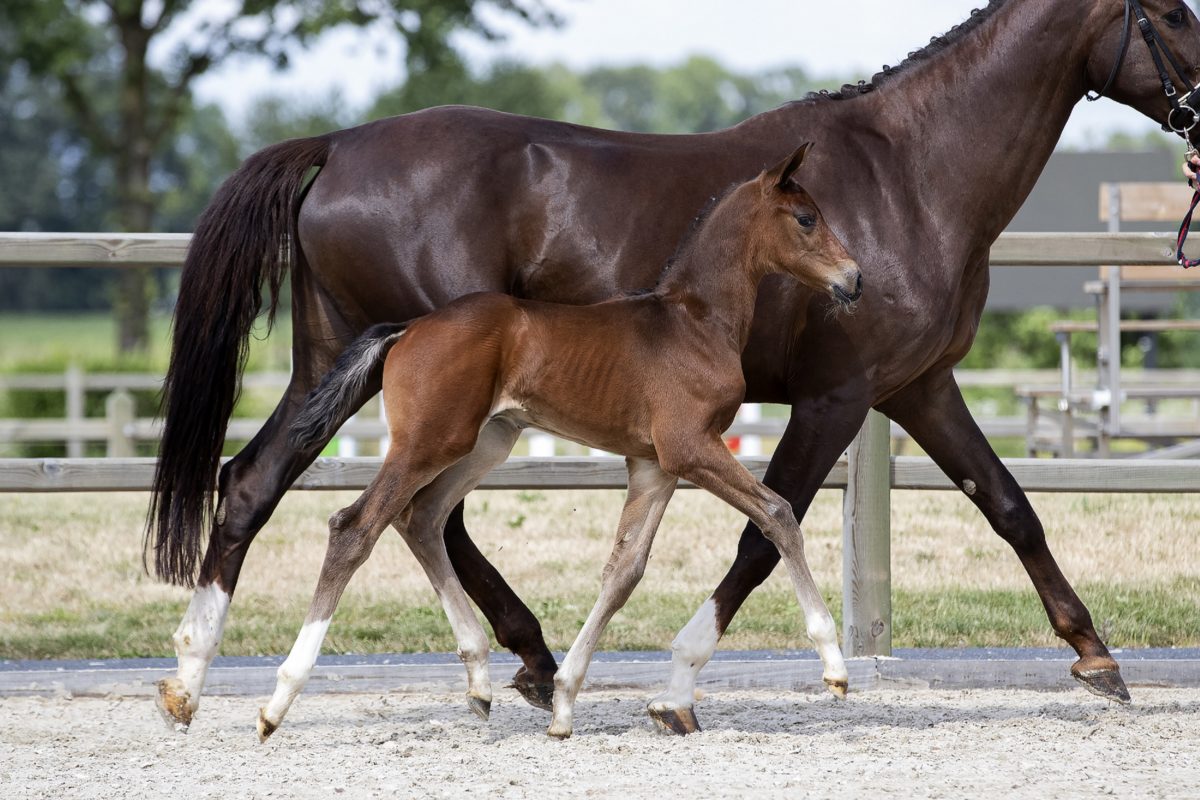 O Bel Amour_(Bel Amour X Sorento )02 small