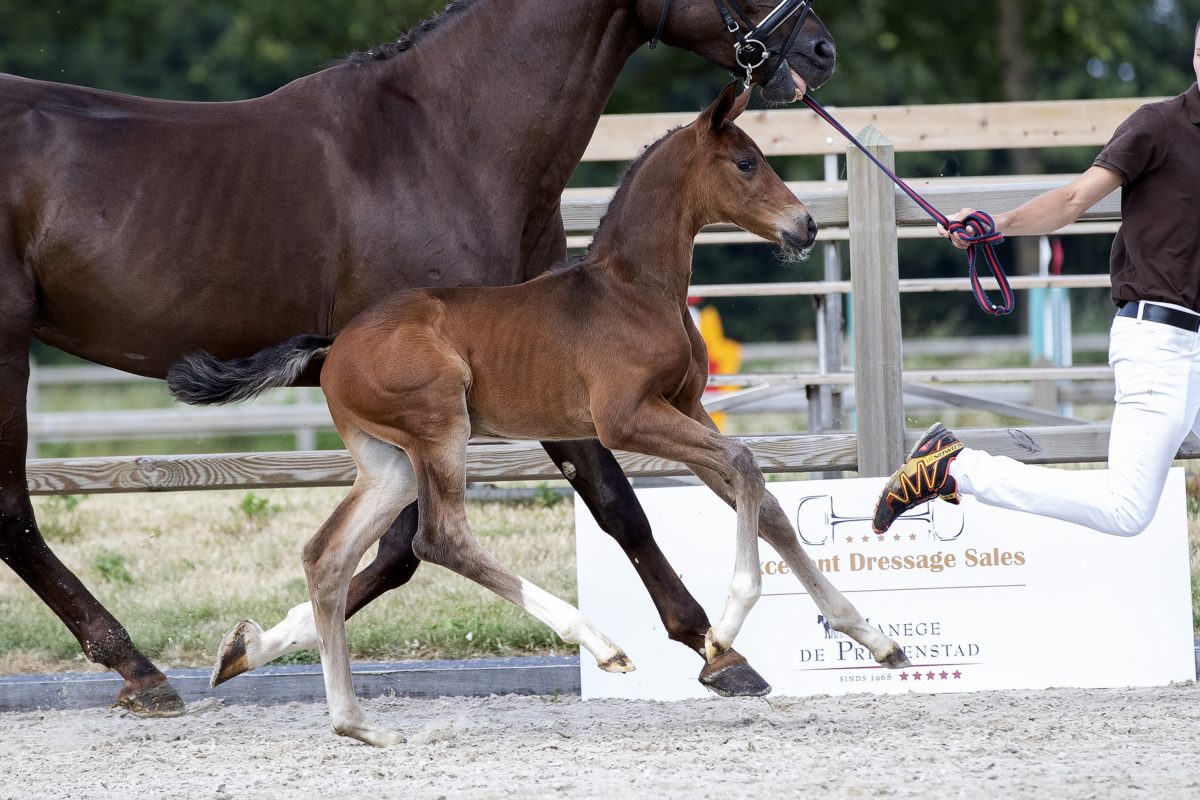 O Bel Amour_(Bel Amour X Sorento )03 small