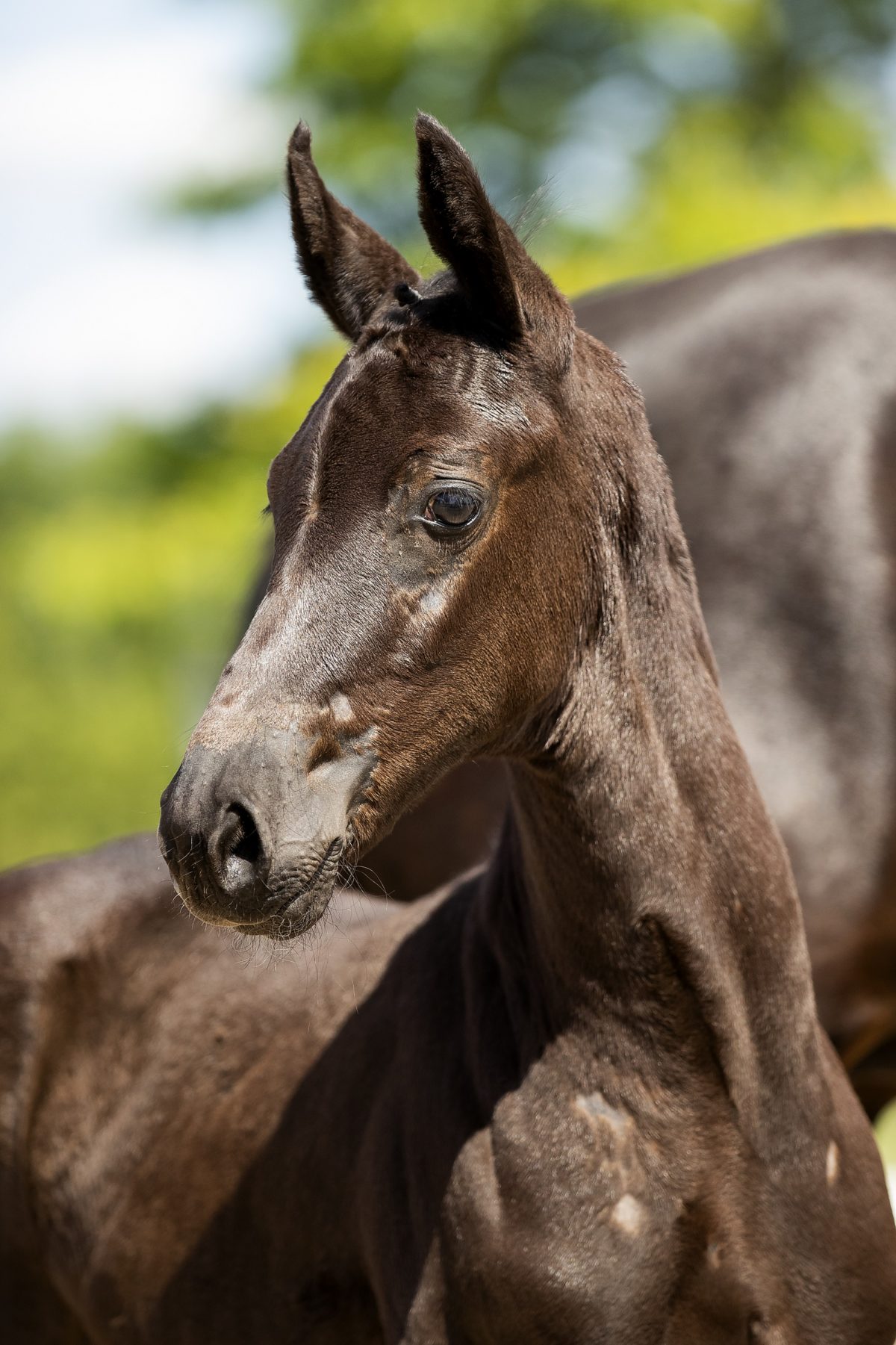 O Impression_(Impression X Dancier)01 small