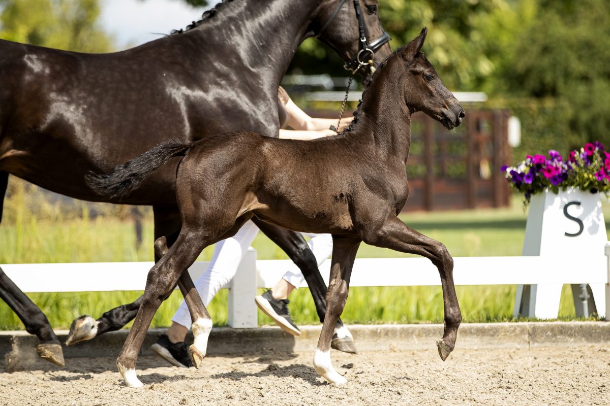 O Impression_(Impression X Dancier)02 small