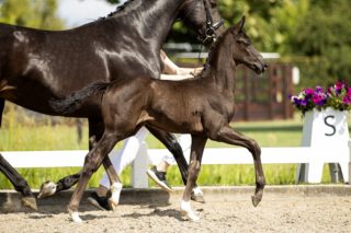 O Impression_(Impression X Dancier)02 small