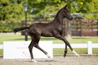 O Impression_(Impression X Dancier)03 small