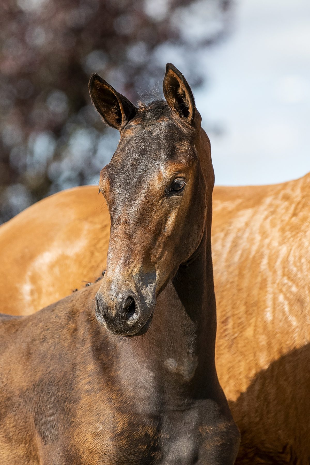 O L.E._(Hermes X San Remo)01 small