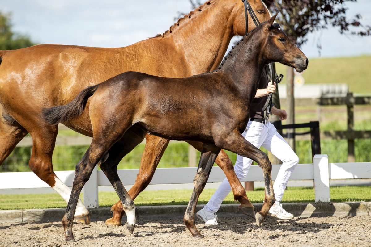 O L.E._(Hermes X San Remo)02 small