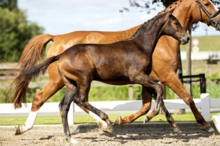 O L.E._(Hermes X San Remo)03 small