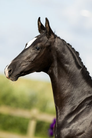 Obession Veluw_(For Ferrero X _ )01