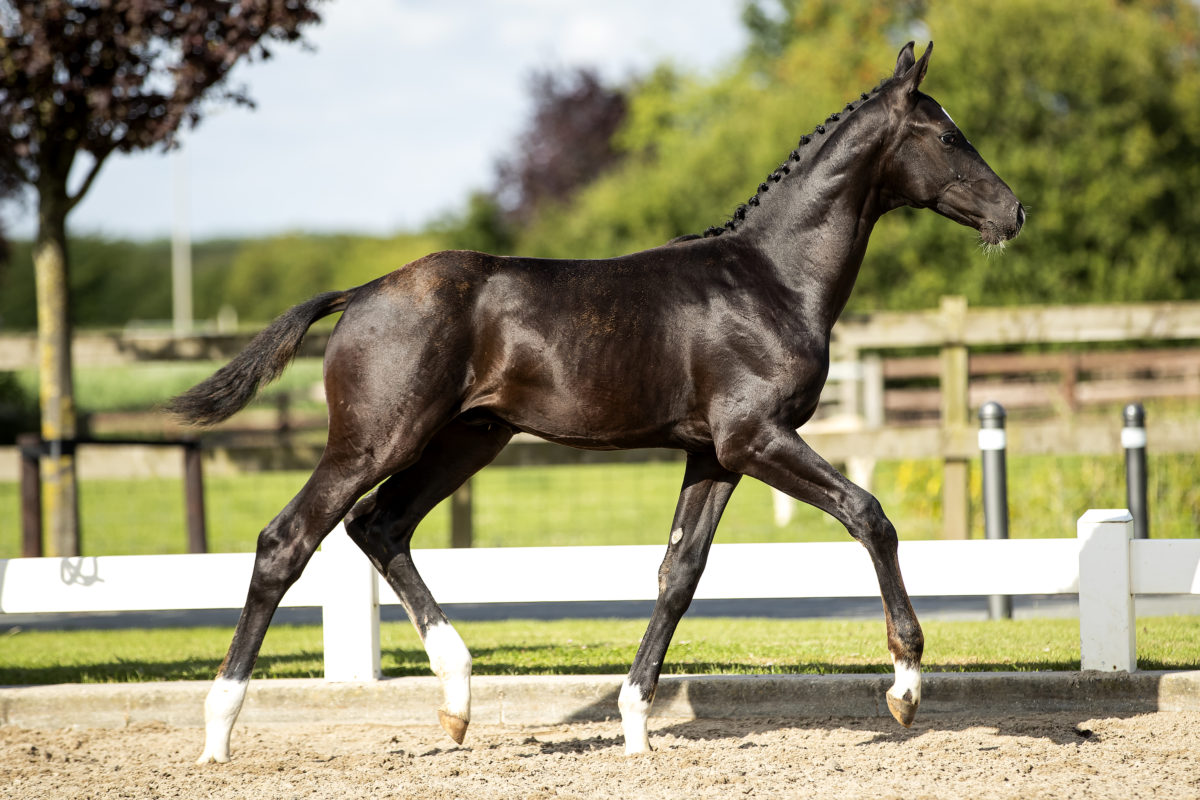 Obession Veluw_(For Ferrero X _ )02