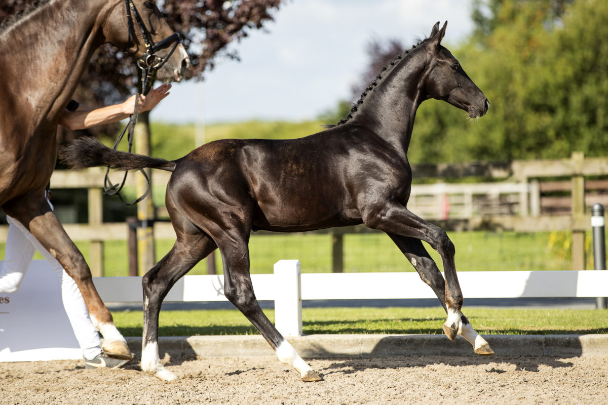 Obession Veluw_(For Ferrero X _ )03