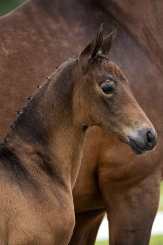 Ocharmy_(Ebony X Krack C )01 small