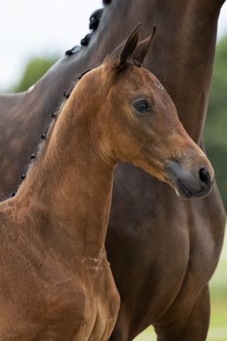 Odegaard_(Blue Horse Zackery X Florencio)01 small