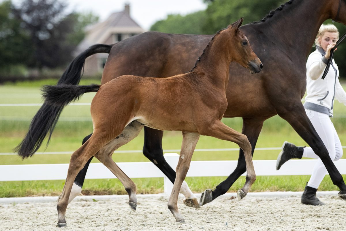 Odegaard_(Blue Horse Zackery X Florencio)02 small