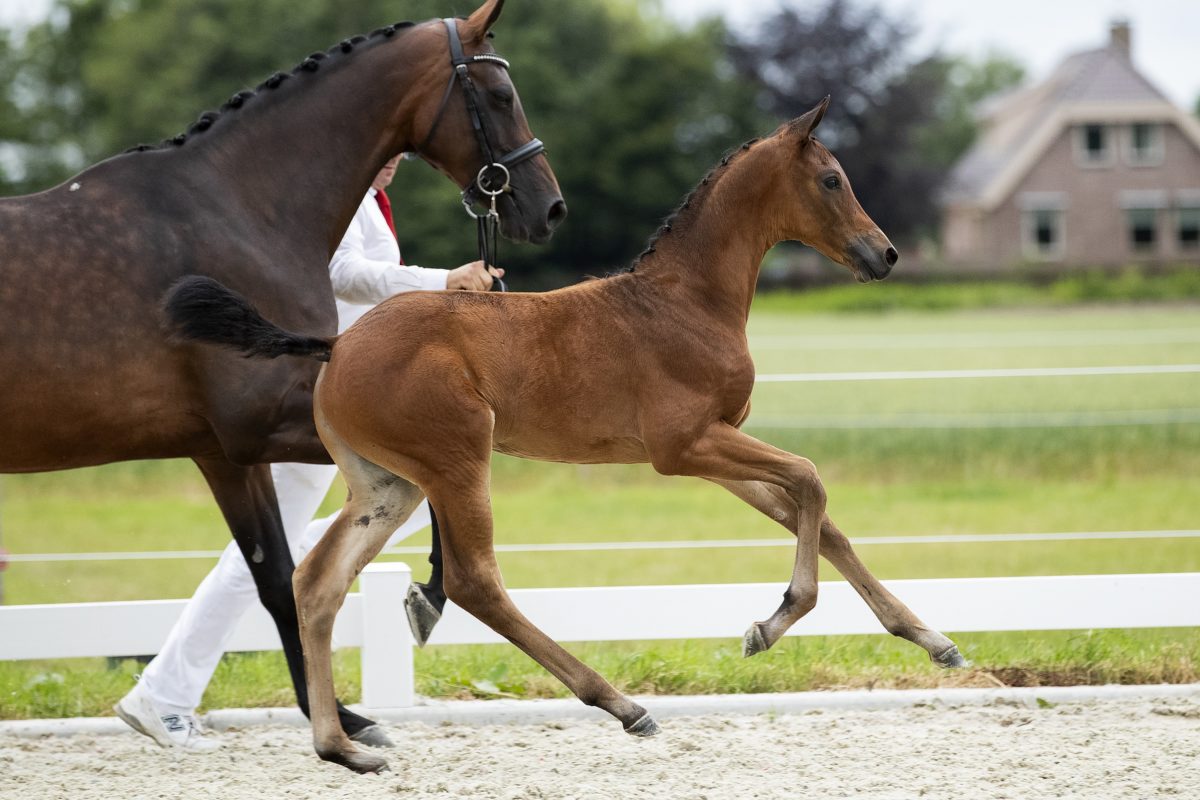 Odegaard_(Blue Horse Zackery X Florencio)03 small