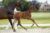 Odegaard_(Blue Horse Zackery X Florencio)03 small