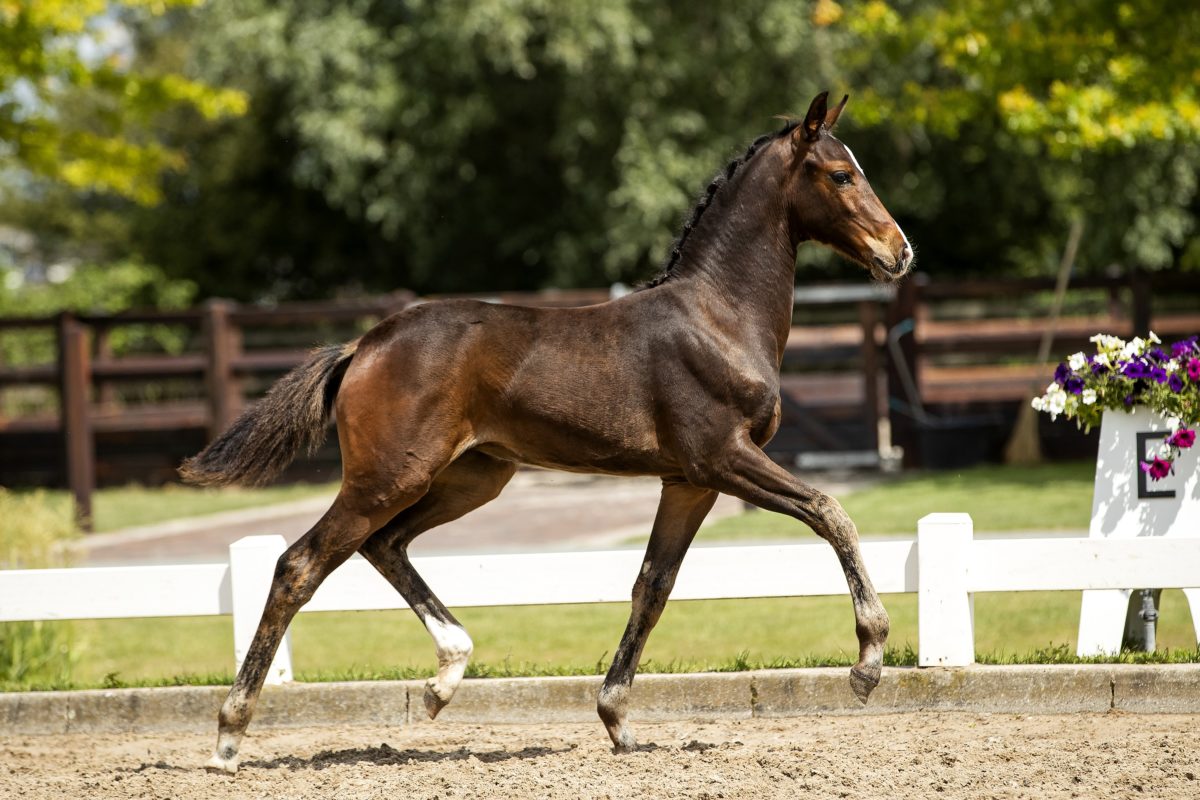 Odessa J.C_( DeparonUS X Dreamboy)02 small