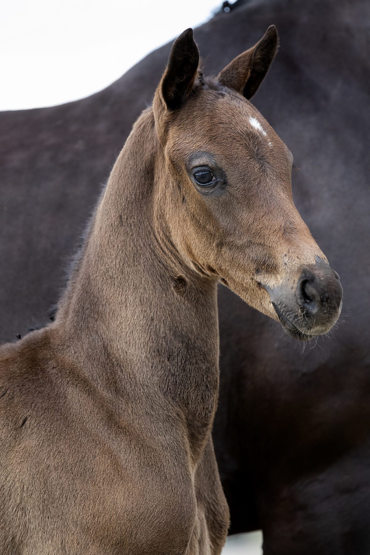 Odesse Marie_(Fontaine X Furst Heinrich)01 small