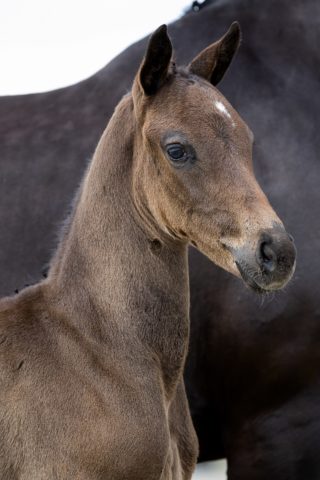 Odesse Marie_(Fontaine X Furst Heinrich)01 small