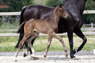 Odesse Marie_(Fontaine X Furst Heinrich)02 small