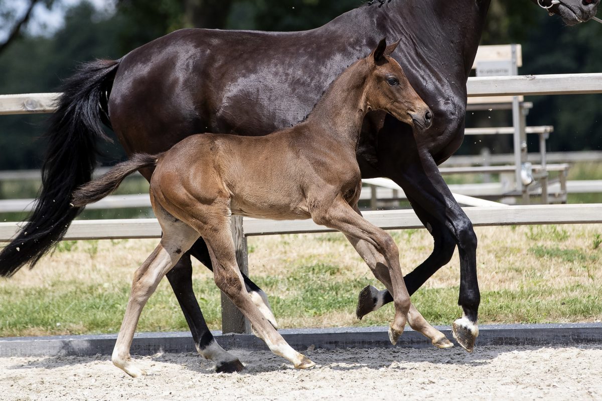 Odesse Marie_(Fontaine X Furst Heinrich)03 small