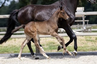 Odesse Marie_(Fontaine X Furst Heinrich)03 small