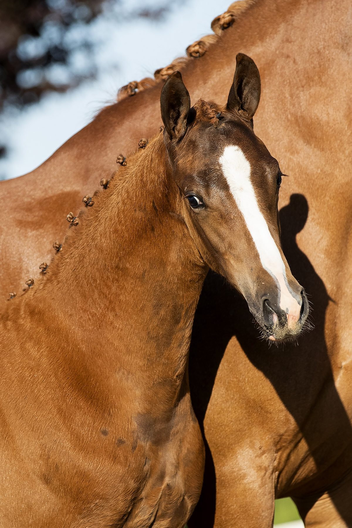 Odie_(Furst Jazz X Contango)01 small