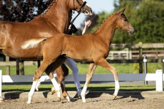 Odie_(Furst Jazz X Contango)02 small