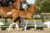 Odie_(Furst Jazz X Contango)02 small