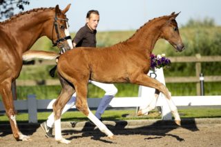 Odie_(Furst Jazz X Contango)03 small