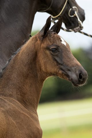 Odinosa_(Daily Diamond X Special D )01 small