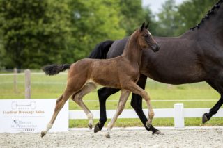 Odinosa_(Daily Diamond X Special D )02 small