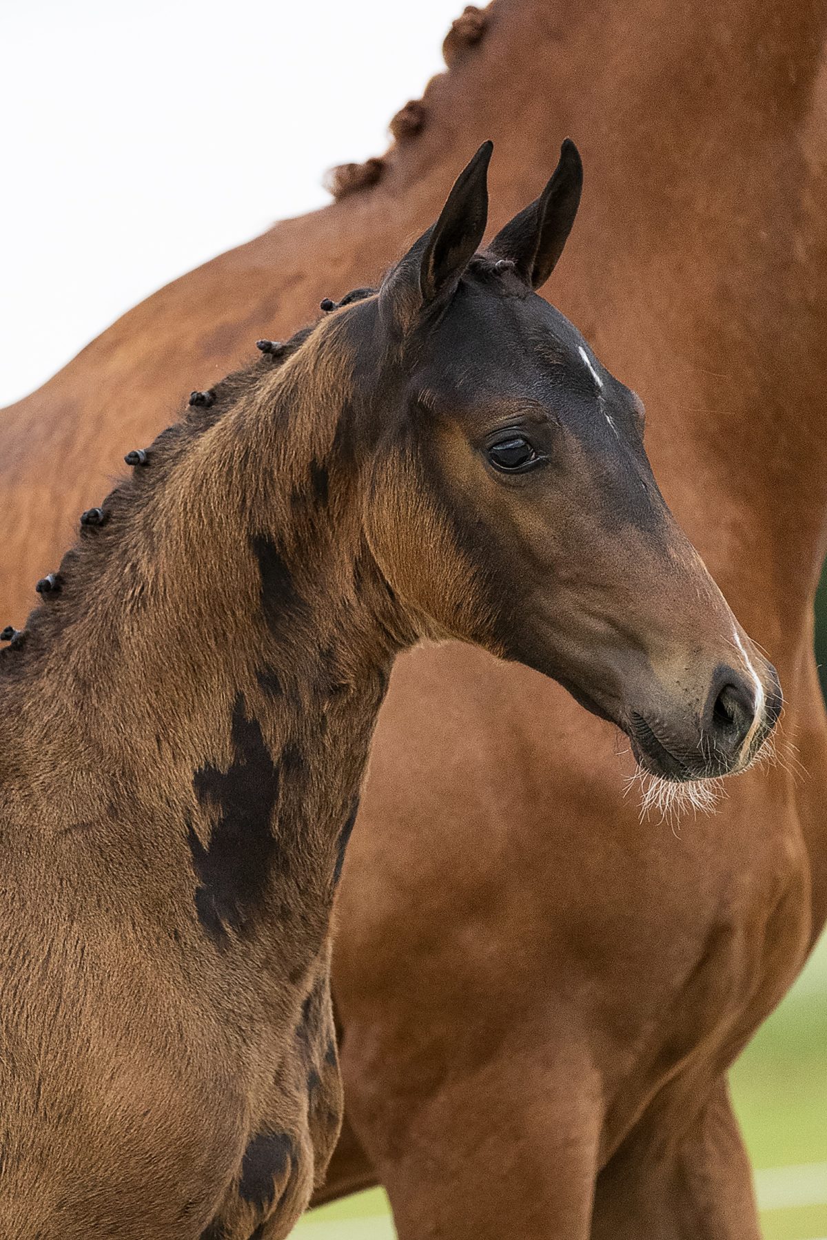 O’easter_(Just Wimphof X Rousseau )01 small