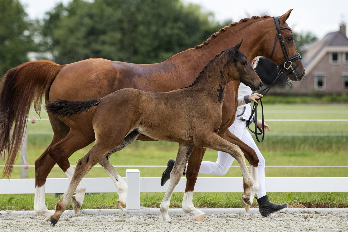 O’easter_(Just Wimphof X Rousseau )02 small