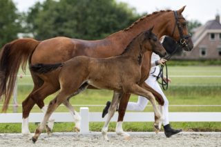 O’easter_(Just Wimphof X Rousseau )02 small