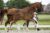O’easter_(Just Wimphof X Rousseau )02 small