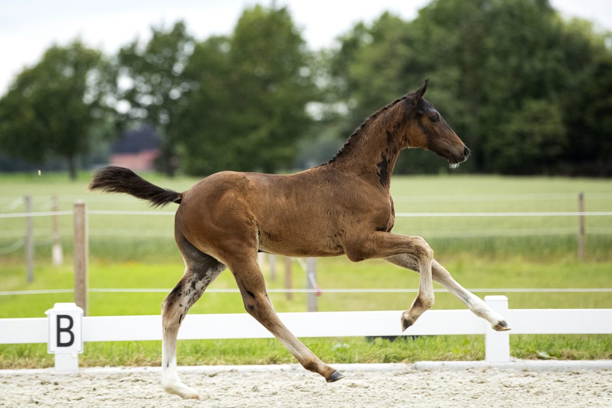 O’easter_(Just Wimphof X Rousseau )03 small