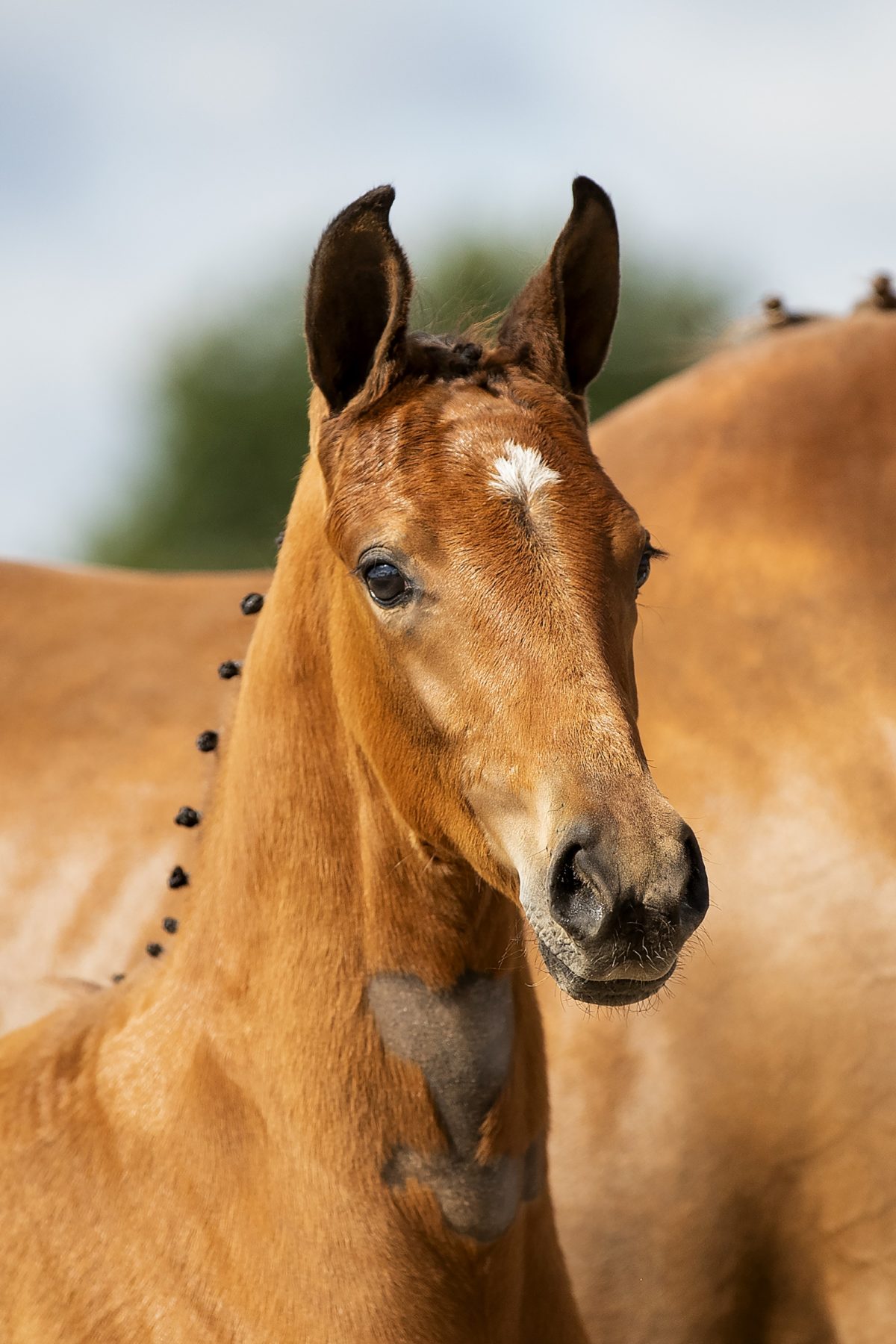 Ogranta_(Valverde X Jazz )01 small