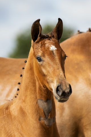 Ogranta_(Valverde X Jazz )01 small