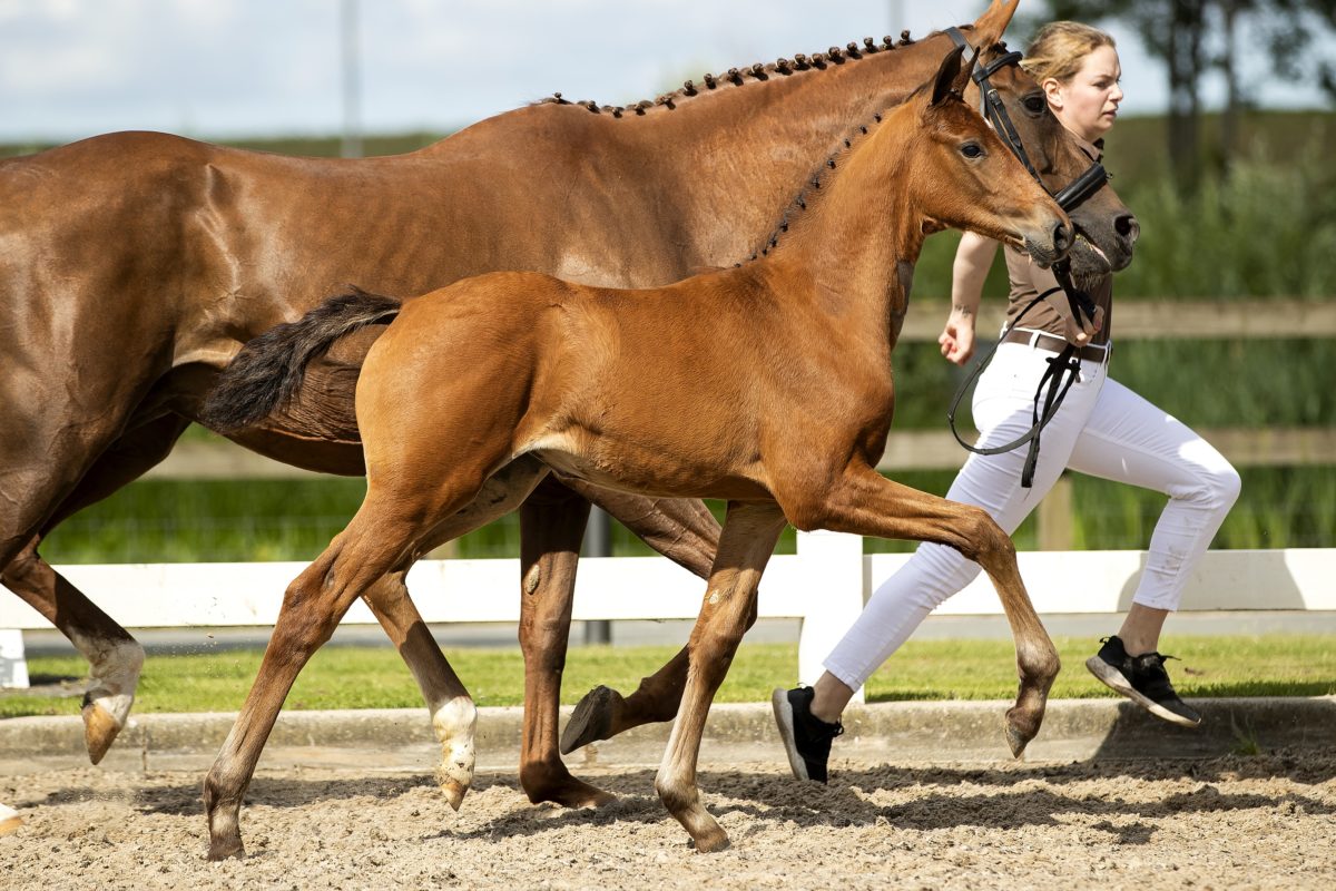 Ogranta_(Valverde X Jazz )02 small