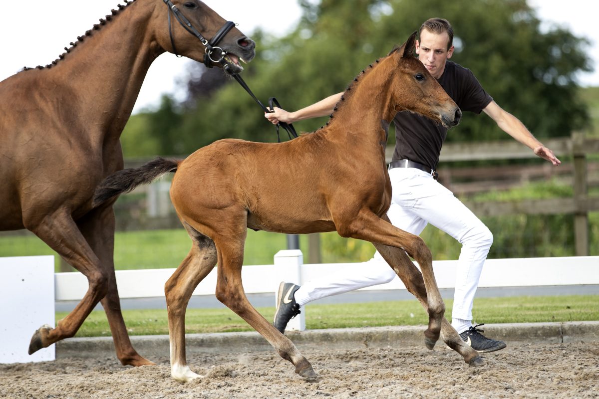 Ogranta_(Valverde X Jazz )03 small