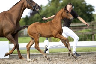 Ogranta_(Valverde X Jazz )03 small