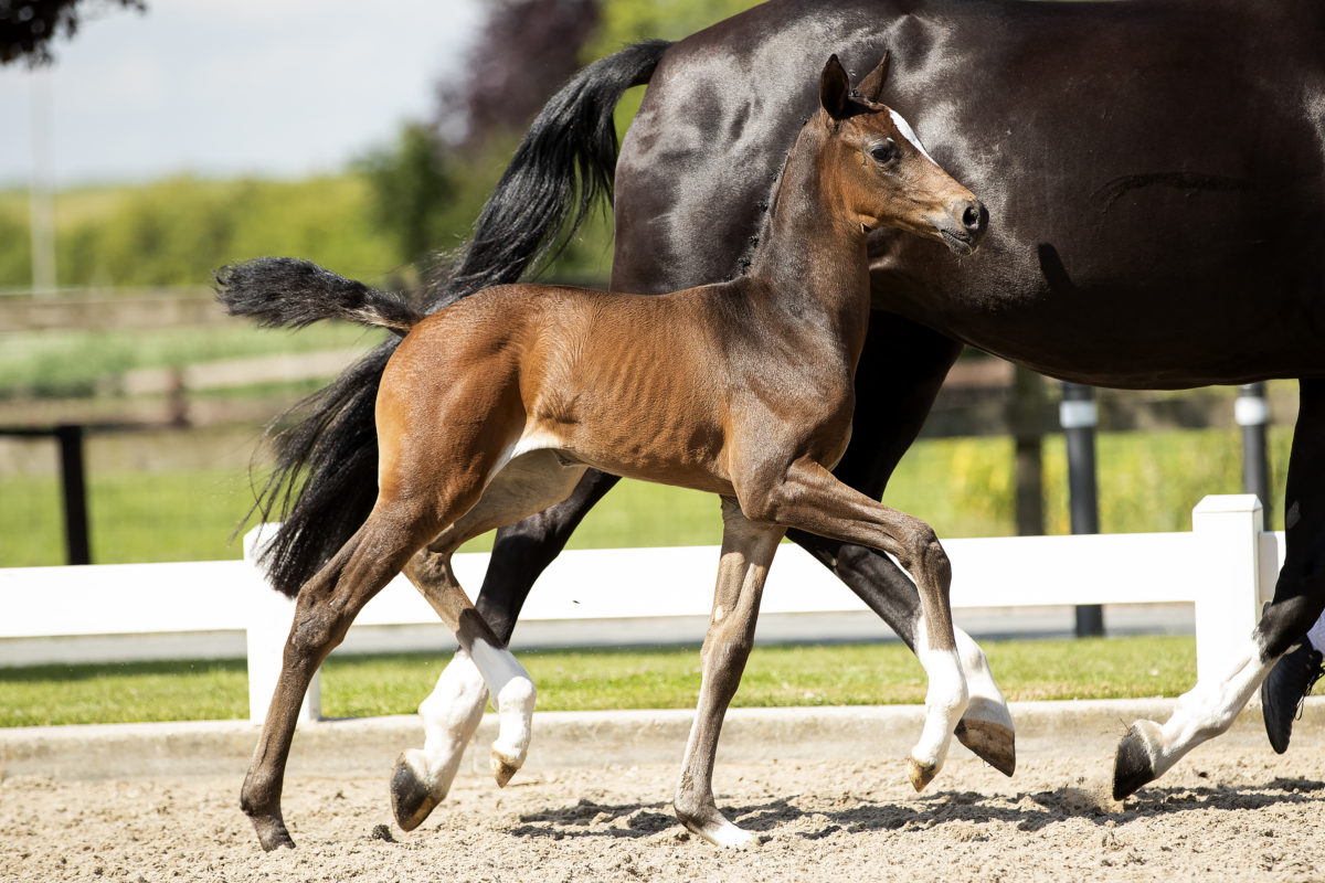 O’gromathika M_(In Style X Andrettie)02