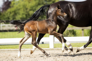 O’gromathika M_(In Style X Andrettie)03