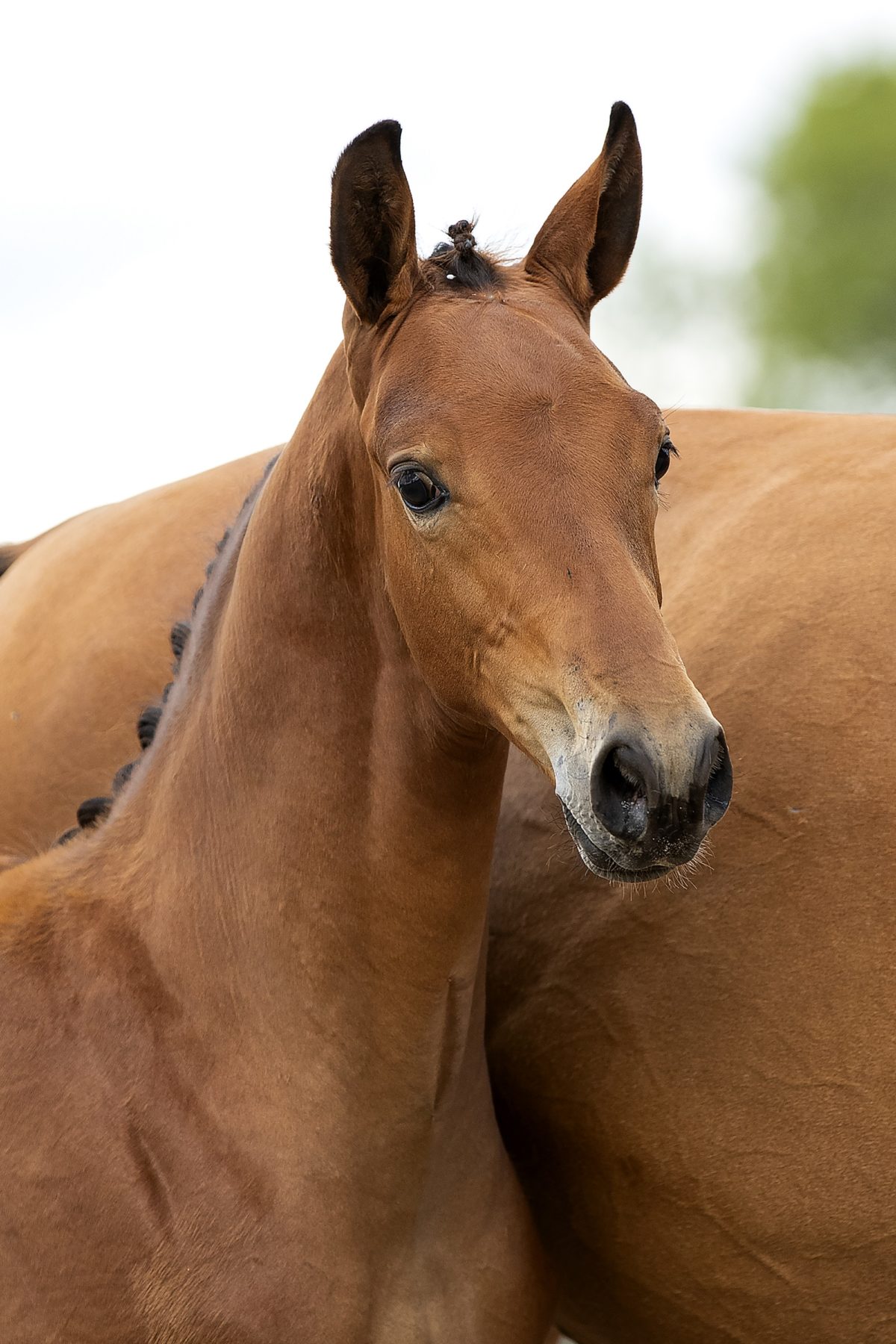 Ohjur S_(Elvis ter putte X Mermus )01 small