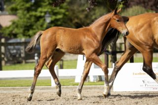 Ohjur S_(Elvis ter putte X Mermus )02 small