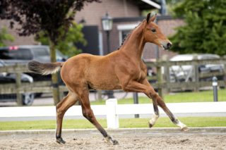 Ohjur S_(Elvis ter putte X Mermus )03 small