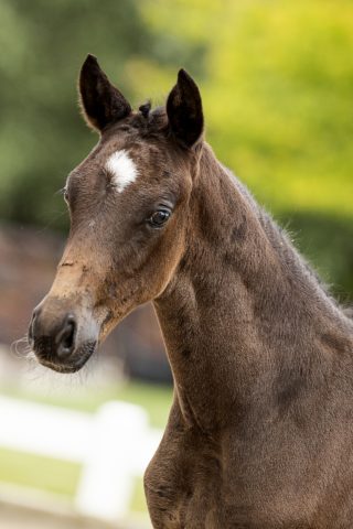 Ohlala_(Just Wimphof X Furst Heinrich)01 small