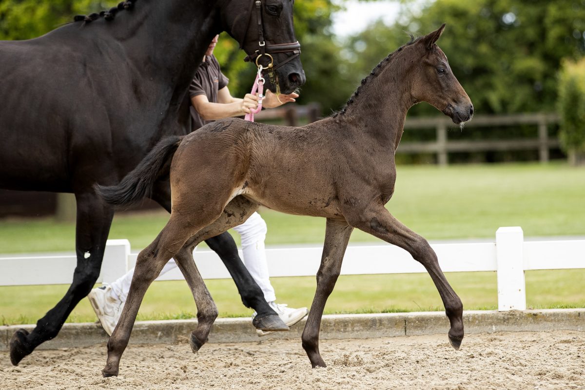 Ohlala_(Just Wimphof X Furst Heinrich)02 small