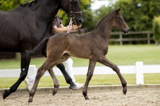 Ohlala_(Just Wimphof X Furst Heinrich)02 small