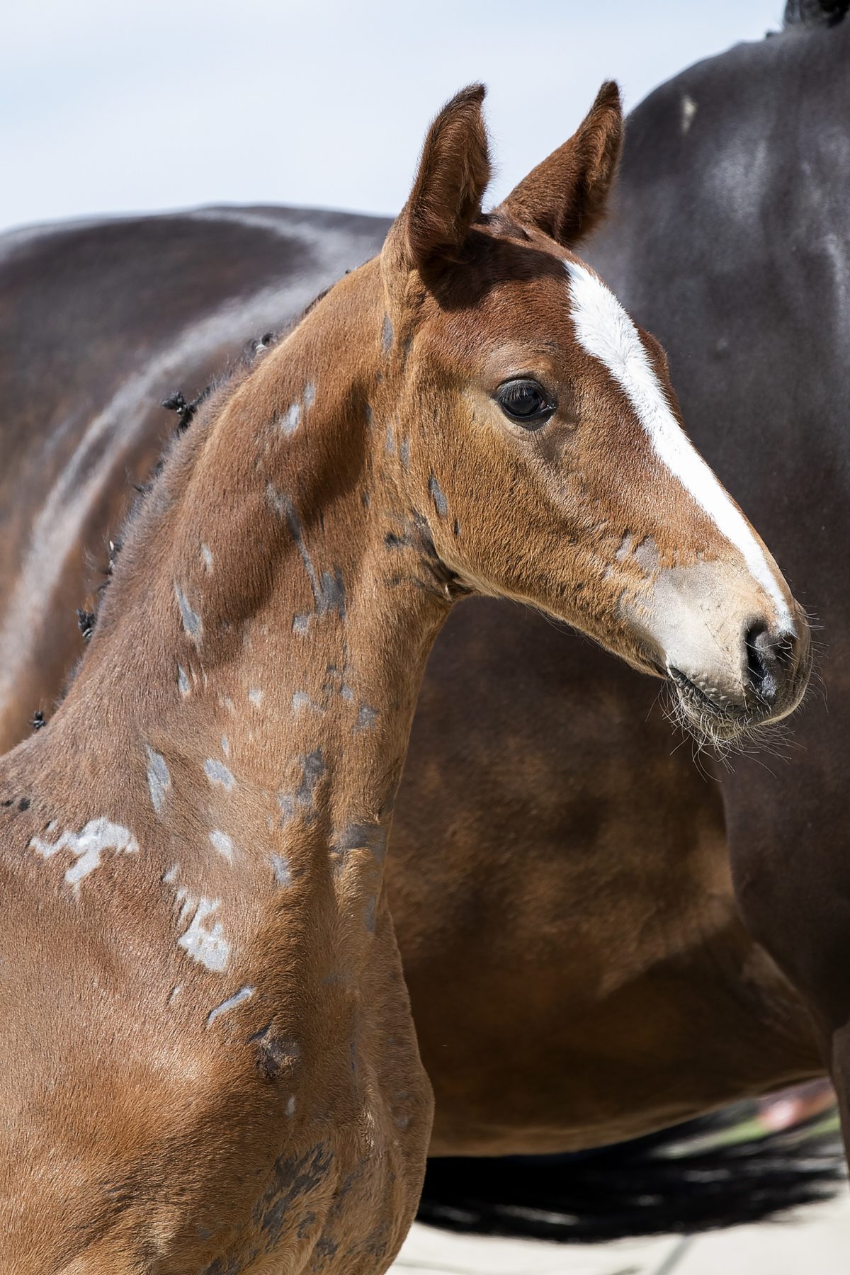 Okidoki_(Kitt SB X Stakkato )01 small