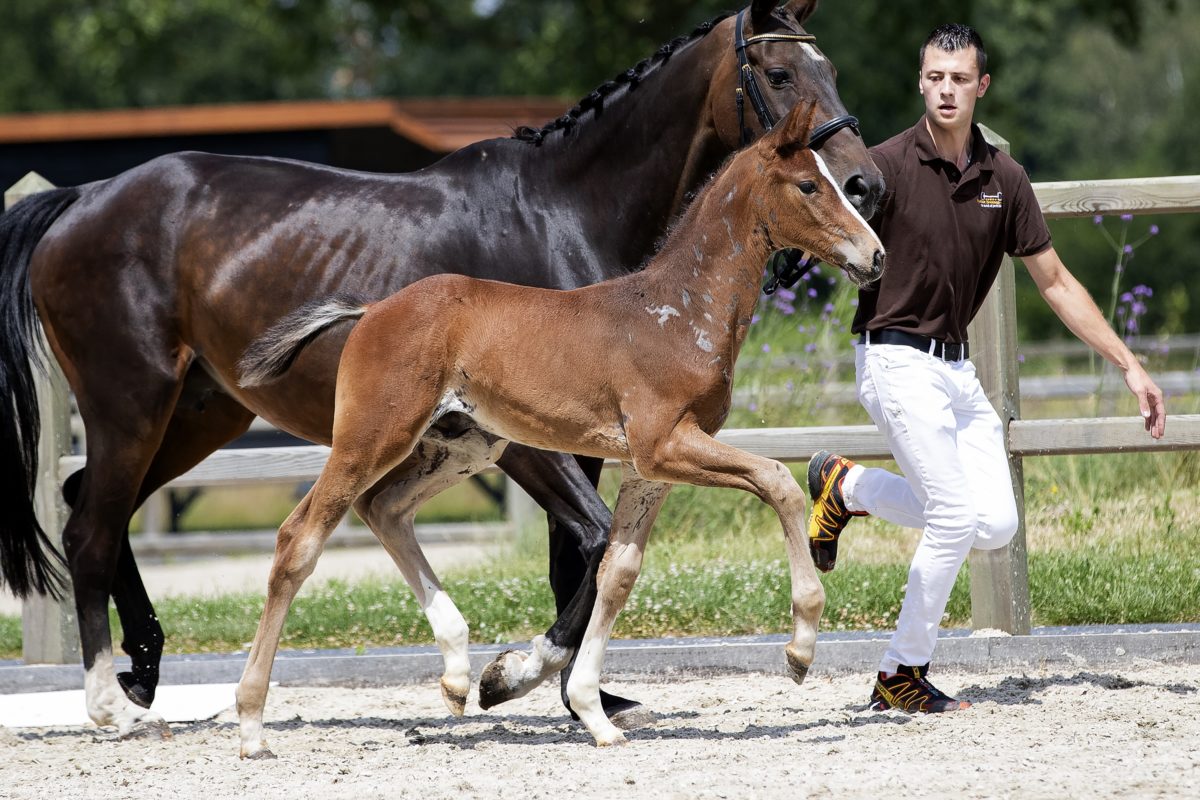 Okidoki_(Kitt SB X Stakkato )02 small